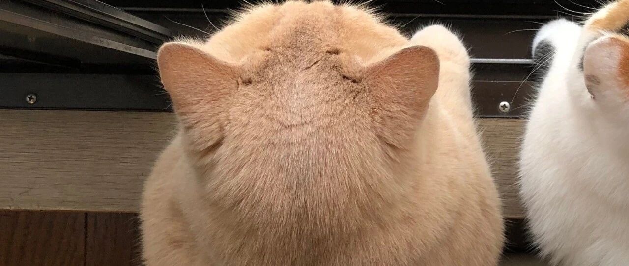 极品猫咪后脑勺大赏，好想把猫薅秃头啊...