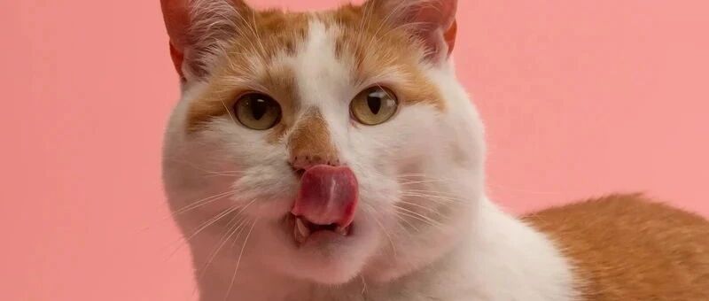 不懂就问，养这样的猫到底要花多少钱