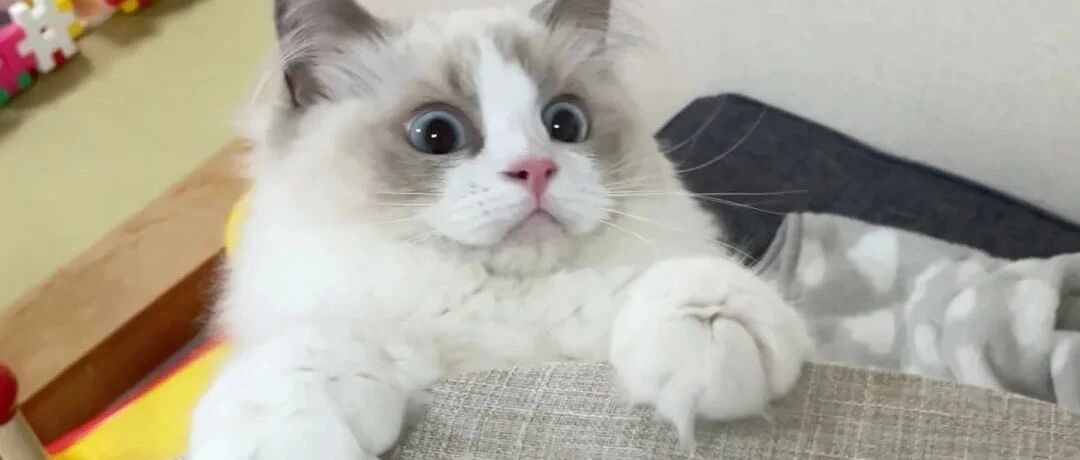 会开锁的猫咪有多牛？小偷刚到门口它就冲出去开门……