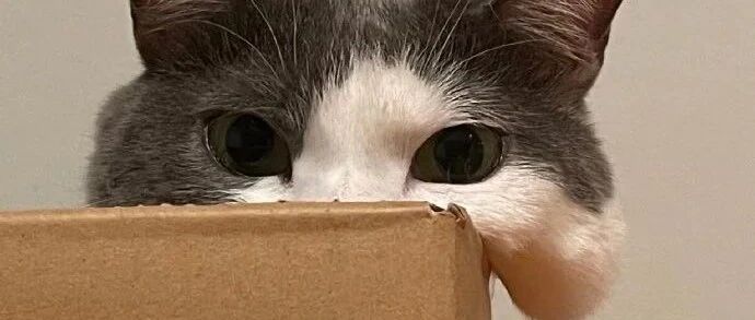 你那是喜欢猫吗？明明只是喜欢“毛”而已