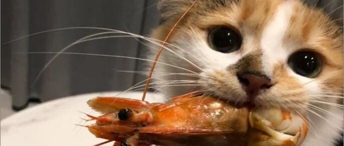 有了猫还想偷偷吃海鲜炒饭？猫：拿来吧