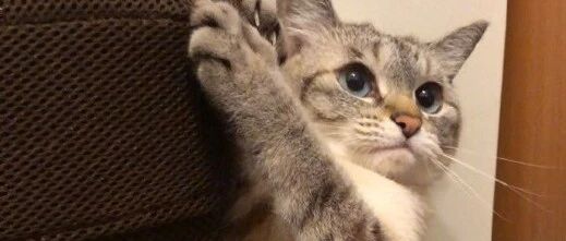 李荣浩灵魂发问：怎么才能让猫不要抓我的沙发？