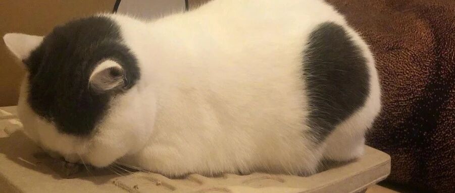 尴尬！就算是高颜值的猫咪，也很难驾驭住齐刘海啊...