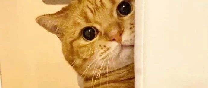 橘猫想和同伴一起烤火，没想到被无情拒绝...