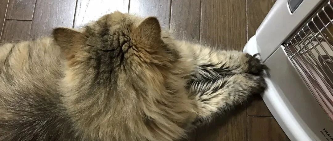 有些猫咪为了烤火，竟然连脸都不要了？！