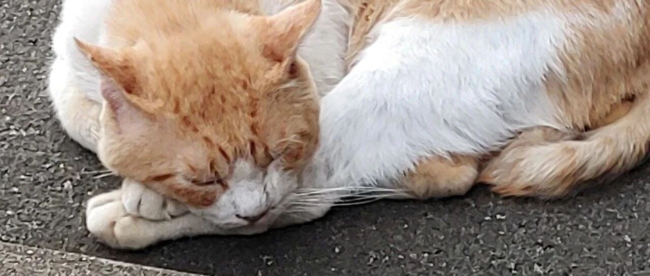 “猫都是恶魔，应该被杀掉！”——变态虐猫狂到底为什么虐猫？