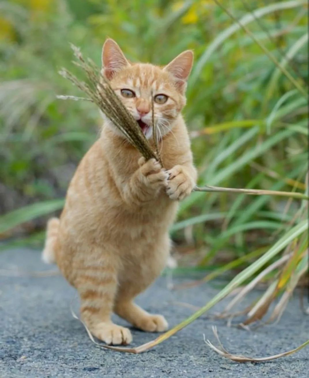 对猫有毒的5种植物 第一种号称 猫中砒霜 撸猫教授 二十次幂