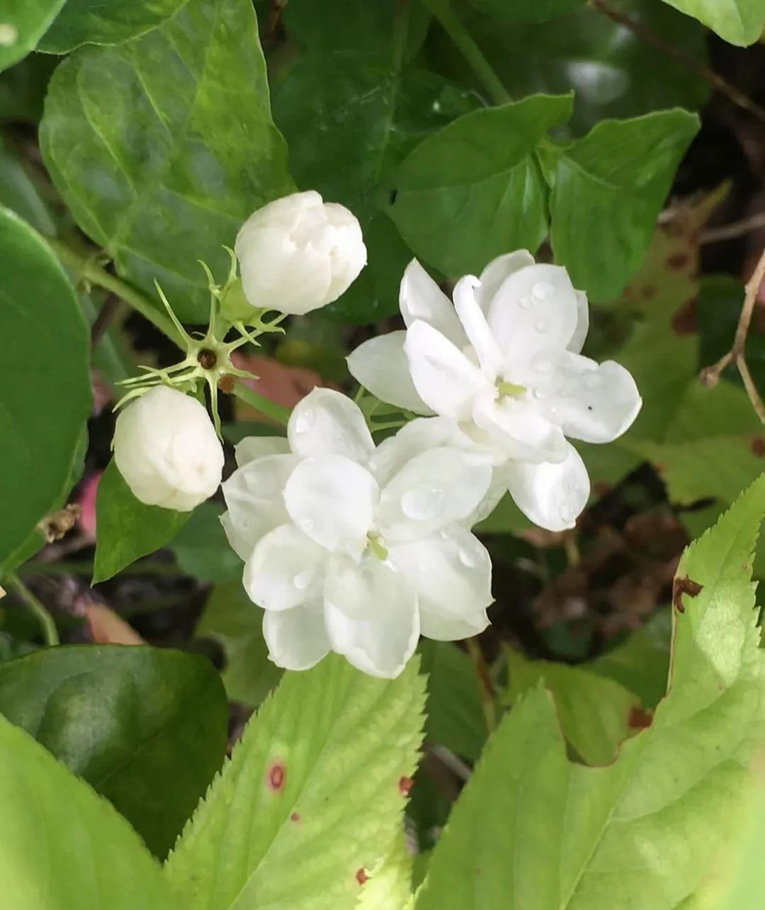 對貓有毒的5種植物，第一種號稱「貓中砒霜」 寵物 第8張