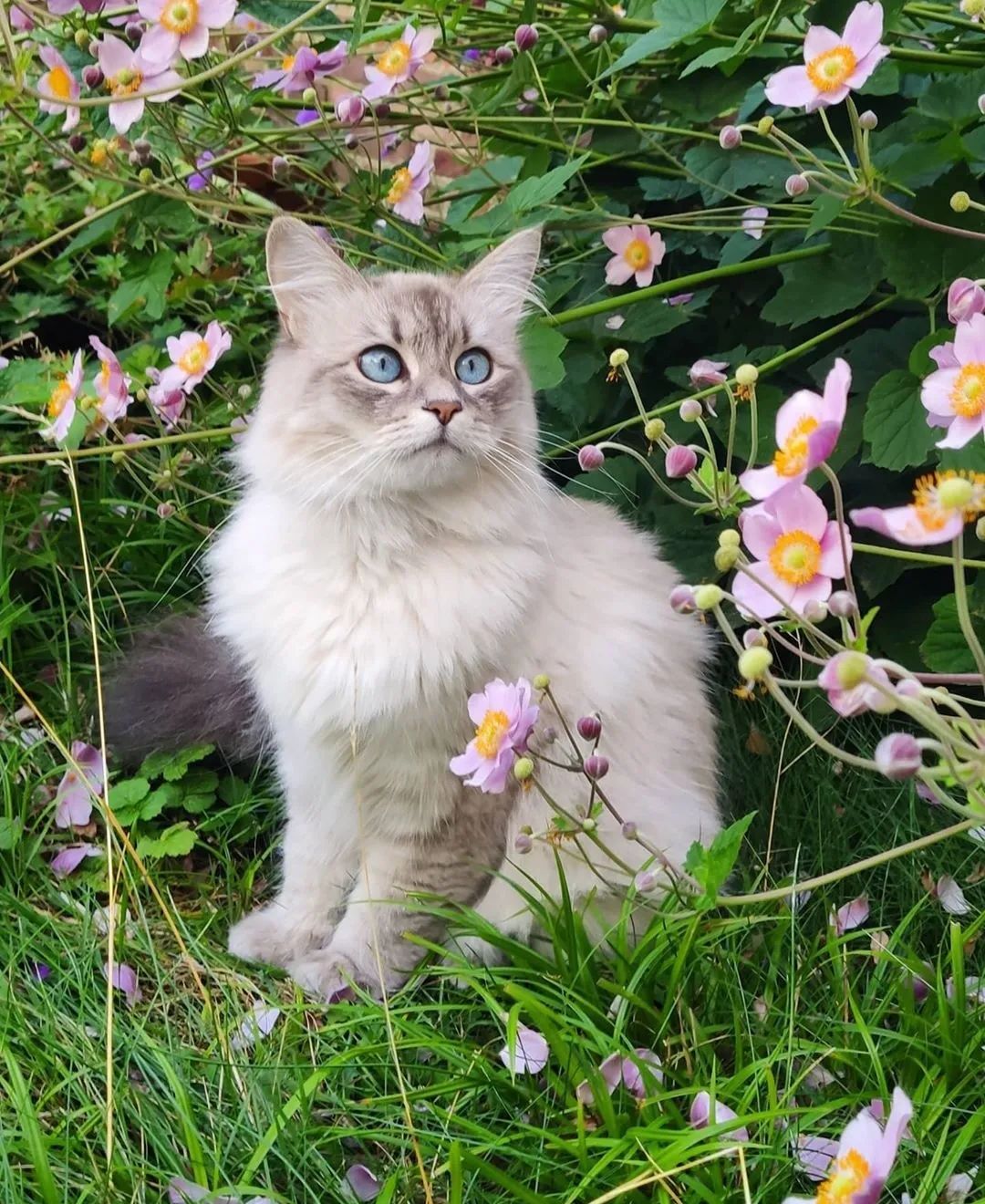 对猫有毒的5种植物 第一种号称 猫中砒霜 撸猫教授 二十次幂