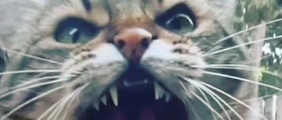 史上最霸道碰瓷：狸花主动跑进别人家，还想凶走主人？