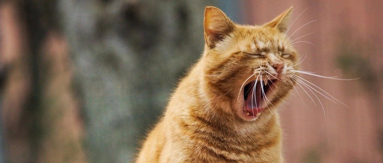 一只干饭猫的战斗力有多强？看完这些猫我都傻了...