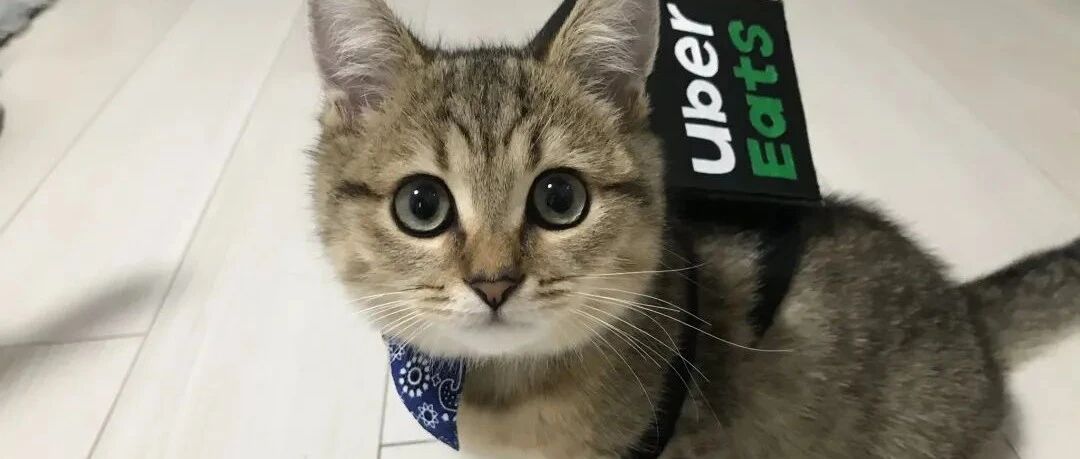 因为雇佣这样的猫咪店员，老板一年亏损一个亿！