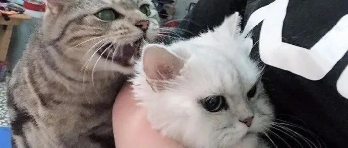 有些“心机绿茶喵”，养着养着就本性暴露了...