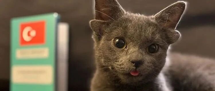 遭嫌弃的“怪物”四耳猫，被收养后露出真面目……原来它这么可爱！