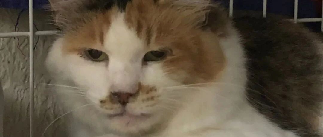 原来越丧的猫越治愈，吸猫这些丧丧的猫我笑得更大声了哈哈哈哈哈哈