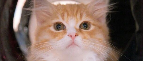 为防止猫叫，有人竟然电击猫？