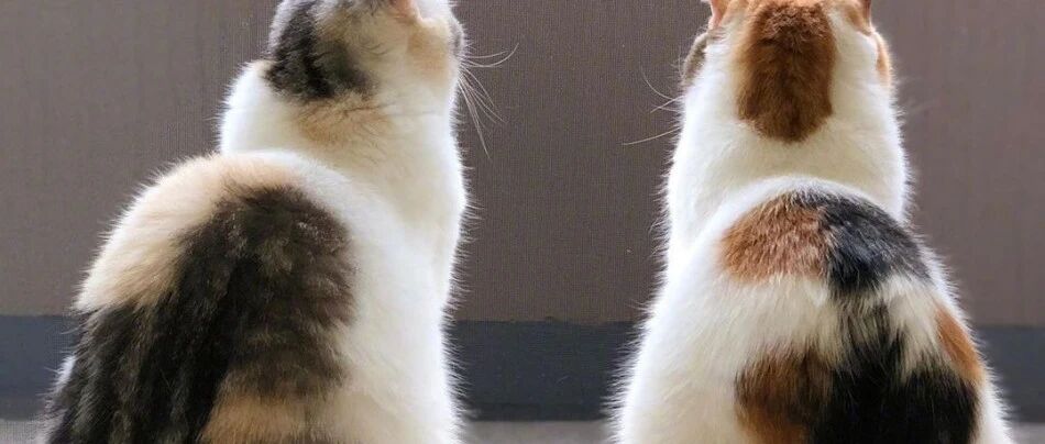 看到猫咪背影就想从后边一把抱住，我是不是中猫毒了？