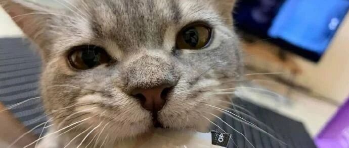 我怀疑，我家猫怕是有强迫症哦...