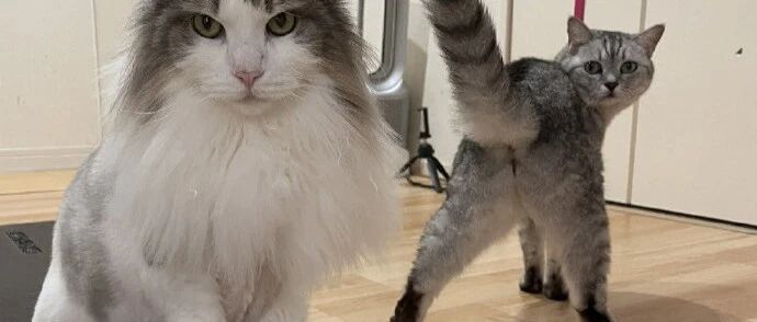 戏精猫为何总能抢占C位？第一张图就教给你合照心机了！