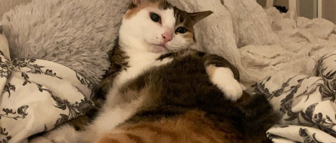 短短一年时间里，家里的猫就逐渐开始“大爷化”...