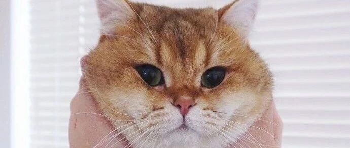 猫咪和狗子在法庭上高能对线：到底谁才是最好的宠物？