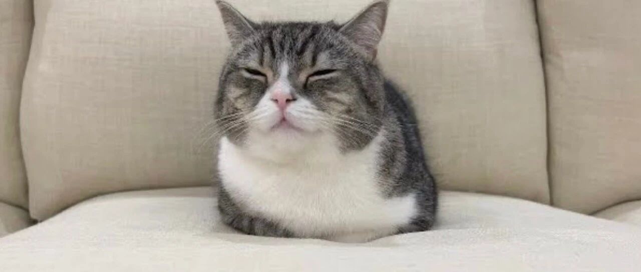 求助，这只小猫咪需要法律援助……