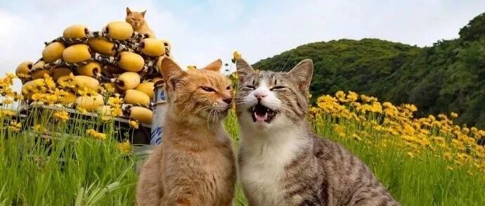 小猫咪的快乐有多简单？14个治愈瞬间告诉你！