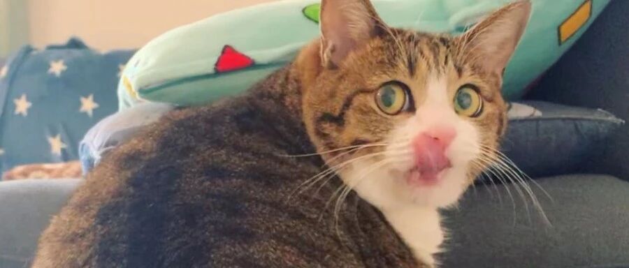 那对复制粘贴一样的猫兄弟，如今弟弟偷偷“膨胀”了...