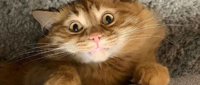 铲屎官：如果不是我亲手养大，真不敢相信这是同一只猫...