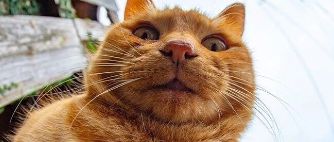 中 年 猫 咪 自 拍 图 鉴