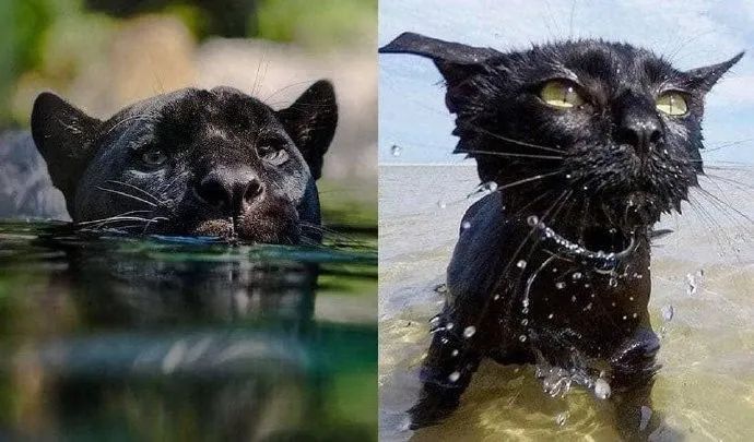 养了三年的猫，主人都还是很难看清到底有没有睁眼睛...