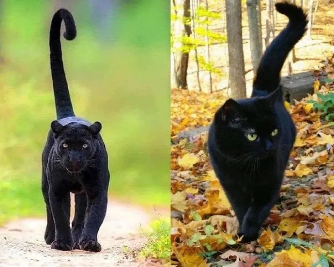 养了三年的猫，主人都还是很难看清到底有没有睁眼睛...