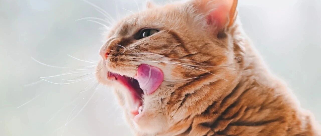 这什么家庭啊?敢一口气养18只猫!