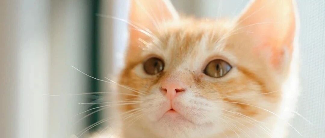 养只土猫竟被鄙视了，田园猫注定低猫一等吗？