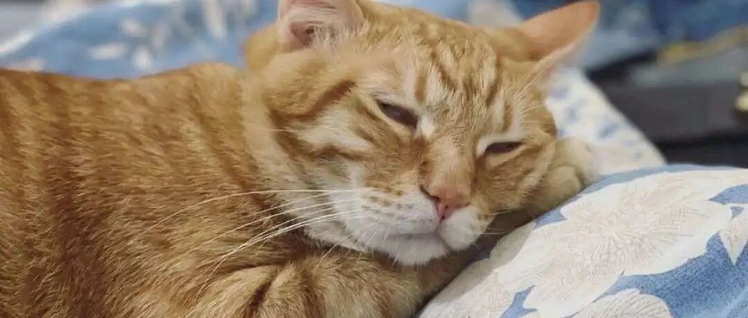 橘猫：长胖这件事，没有一个铲屎官是无辜的！