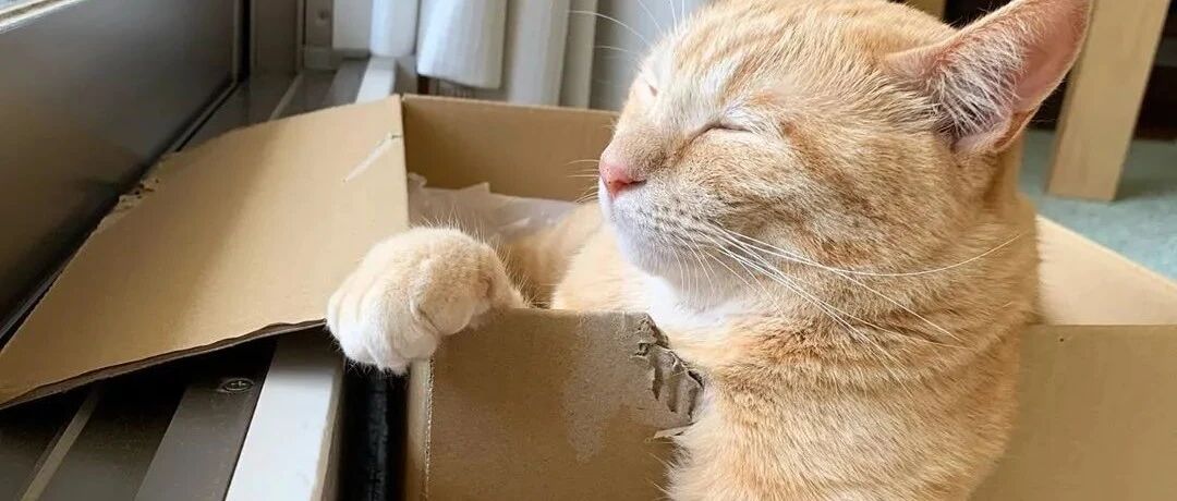 养猫的人最讨厌听的10句话，分分钟想拉黑！