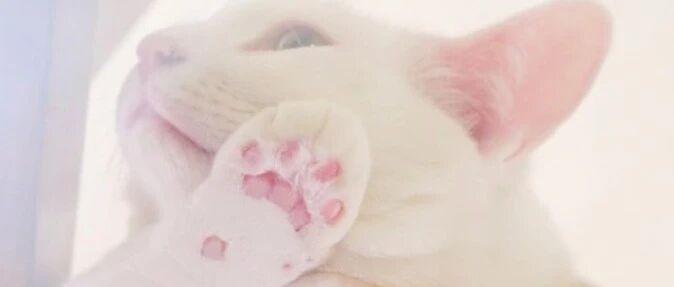 主人特地给猫买了符合猫体工程学的餐桌，结果猫一拿到手后......