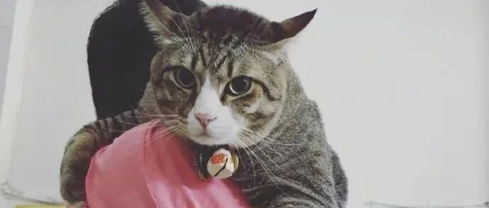 “养猫2年不让抱，太心寒了！我该放弃吗？”