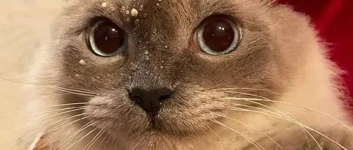 为了掩盖偷吃罪行，猫咪伪造不在场证明，却被一个细节出卖了！