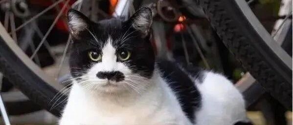 东北零下20度，一只猫冻得跳上大叔的脚就不愿走了...