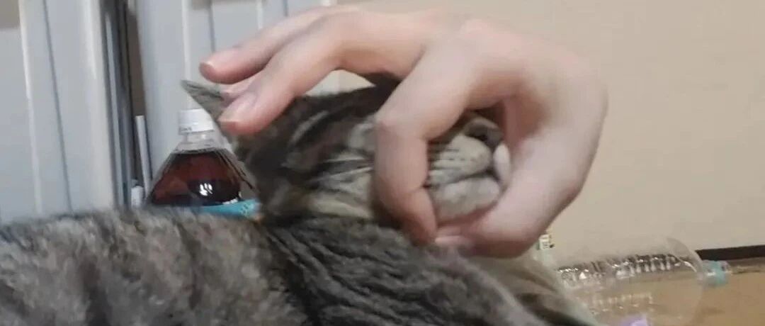 你拍过最怪异的猫片是什么？差点被第一张吓哭！