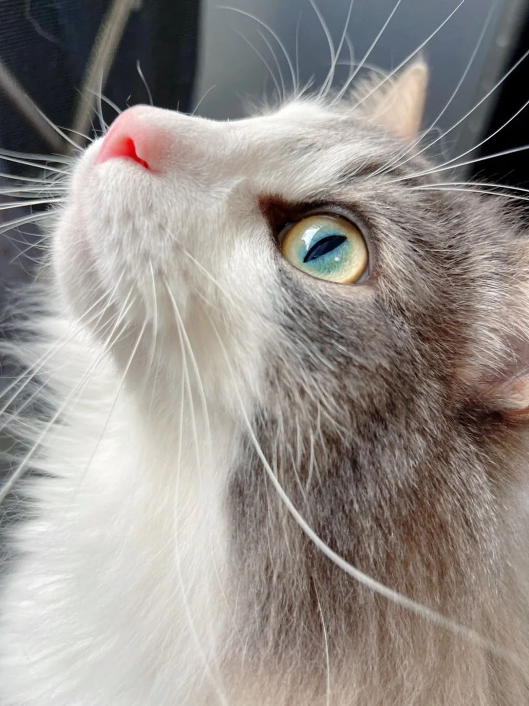 妖妖灵吗 这里有只绝世大美猫在引诱我犯罪 全网搜