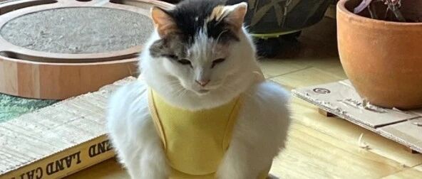 铲屎官以为猫咪是虚胖，结果穿上马甲后...啥时候偷偷练的肌肉？