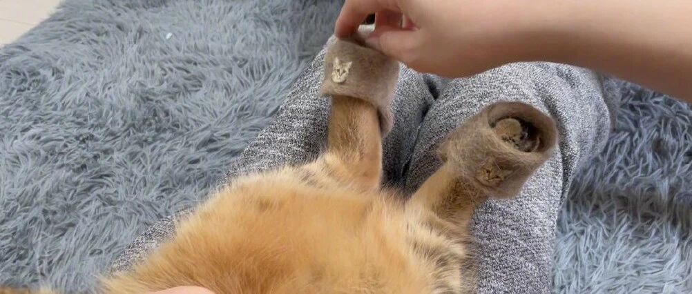 废毛利用！哪只小猫咪不想要一双贴着自己大头照的毛拖鞋呢？