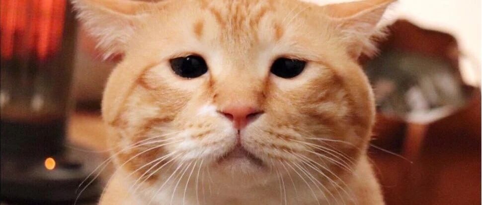 我被隔离了，我的猫怎么办？深圳：我们负责！