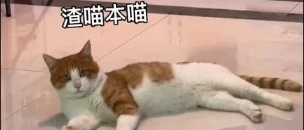 流浪小橘被收养后还玩失踪，小姐姐发现……渣猫竟然脚踏五只船！