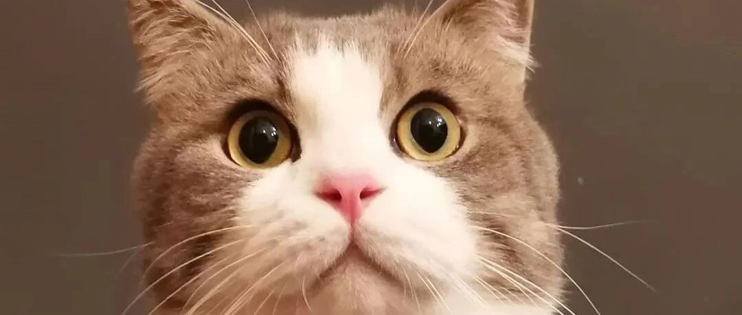 常年和狗生活的猫咪，逐渐被“狗化”……