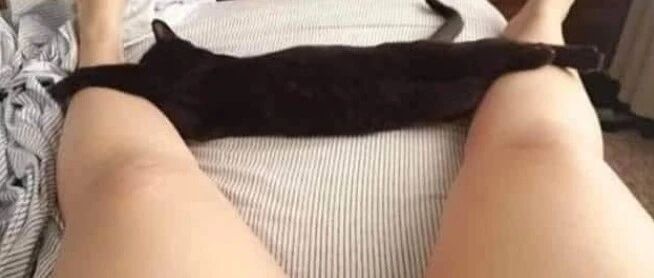 下班推开门，主人差点被家里的猫吓出心脏病...