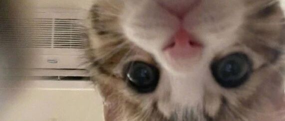 多猫家庭晚上睡觉有多忙？铲屎官的床头监控都记录下来了