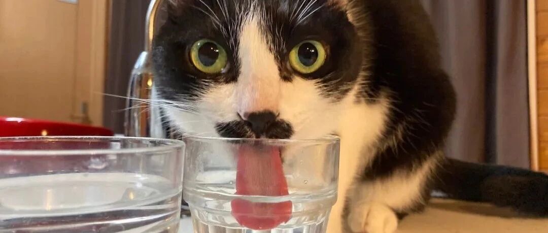 傻猫在煮完螺蛳粉的锅里当场大便：你不就好这口吗，趁热！